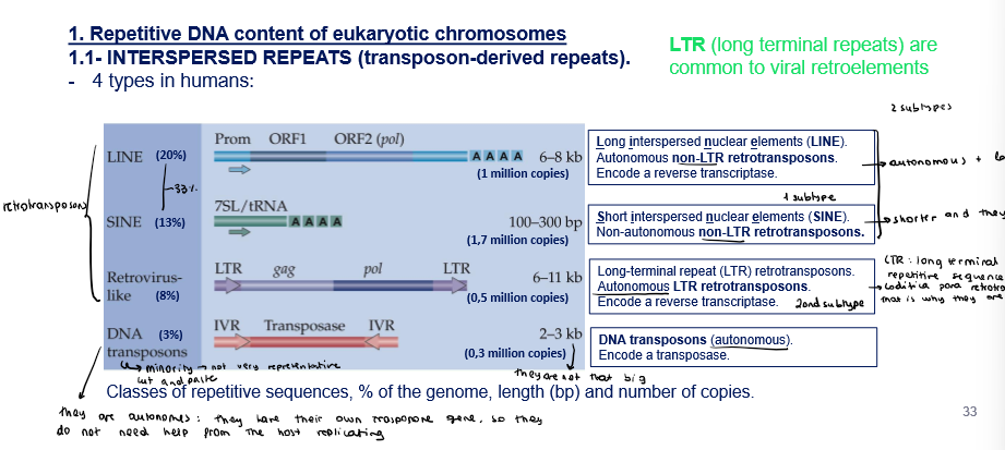 <ul><li><p><strong>Retrotransposons:</strong></p><ul><li><p><strong>Long interpersed nuclear elements (LINE): 20%</strong></p><ul><li><p>Autonomous non-LTR retrotransposons</p></li><li><p>Encode a reverse transcriptase</p></li></ul></li><li><p><strong>Short interpersed nuclear elements (SINE): 13%</strong></p><ul><li><p>Non-autonomous non-LTR retrotransposons</p></li></ul></li><li><p><strong>Long-terminal repeat (LTR) retrotransposons: 8%</strong></p><ul><li><p>Autonomous LTR retrotransposons</p></li><li><p>Encode a reverse transcriptase</p></li></ul></li></ul></li><li><p><strong>Transposons:</strong></p><ul><li><p><strong>DNA transposones: 3%</strong></p><ul><li><p>Autonomous</p></li><li><p>Encode a transposase</p></li></ul></li></ul></li></ul><p></p>
