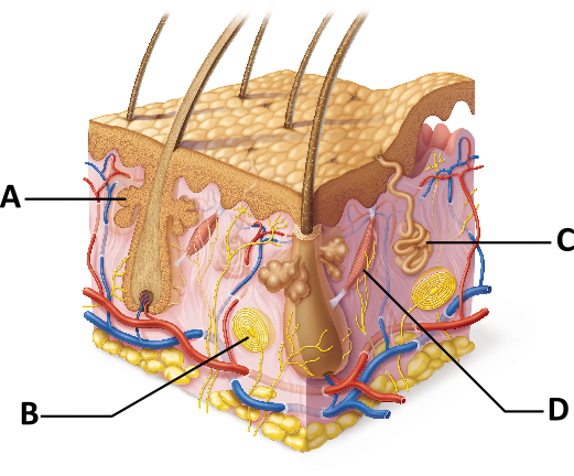 <p><span>Which structure is a type of sweat gland?</span></p>