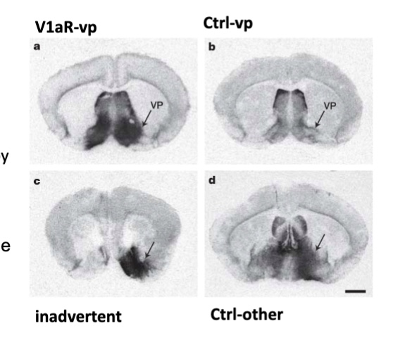 <p>a. meadow vole overexpressing the V1aR gene in the VP by AAV-mediated gene transfer (looks like a prairie vole brain)</p><p>b. meadow vole infused with the AAV control vector expressing the lacZ gene into the VP</p><p>c. stereotactic injection inadvertently placed to rostral to the VP (ventral to the nucleus accumbens)</p><p>d. stereotactic injection too caudal to VP, ventral to fornix</p><p></p><p>AAV works at creating V1aR expression in the VP</p>