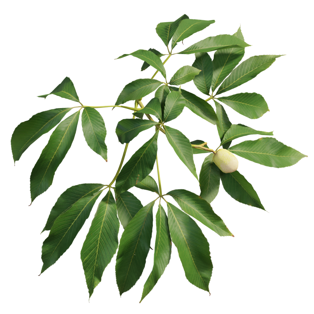 <p>Aesculus flava</p>