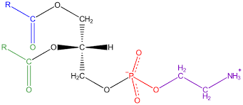 <p>Fasfatidylkolamin(kefalin)</p>