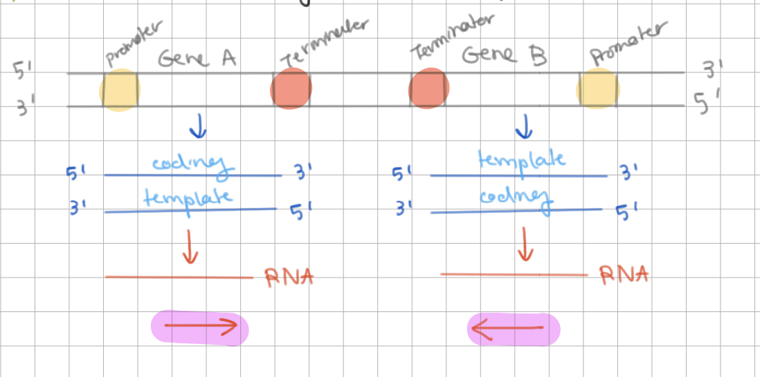 <p>Both strands <u>may</u> be used as template</p>