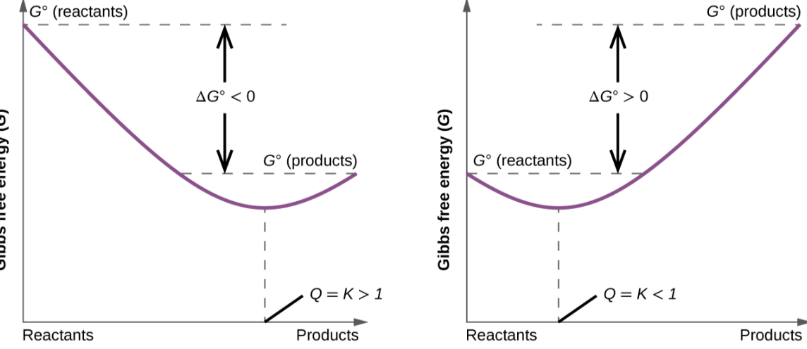 <p>initially gibbs energy decreases, reaches 0 at equilibrium then increases</p><p>For product forward equilibrium is closer to products free energy and vice versa</p>