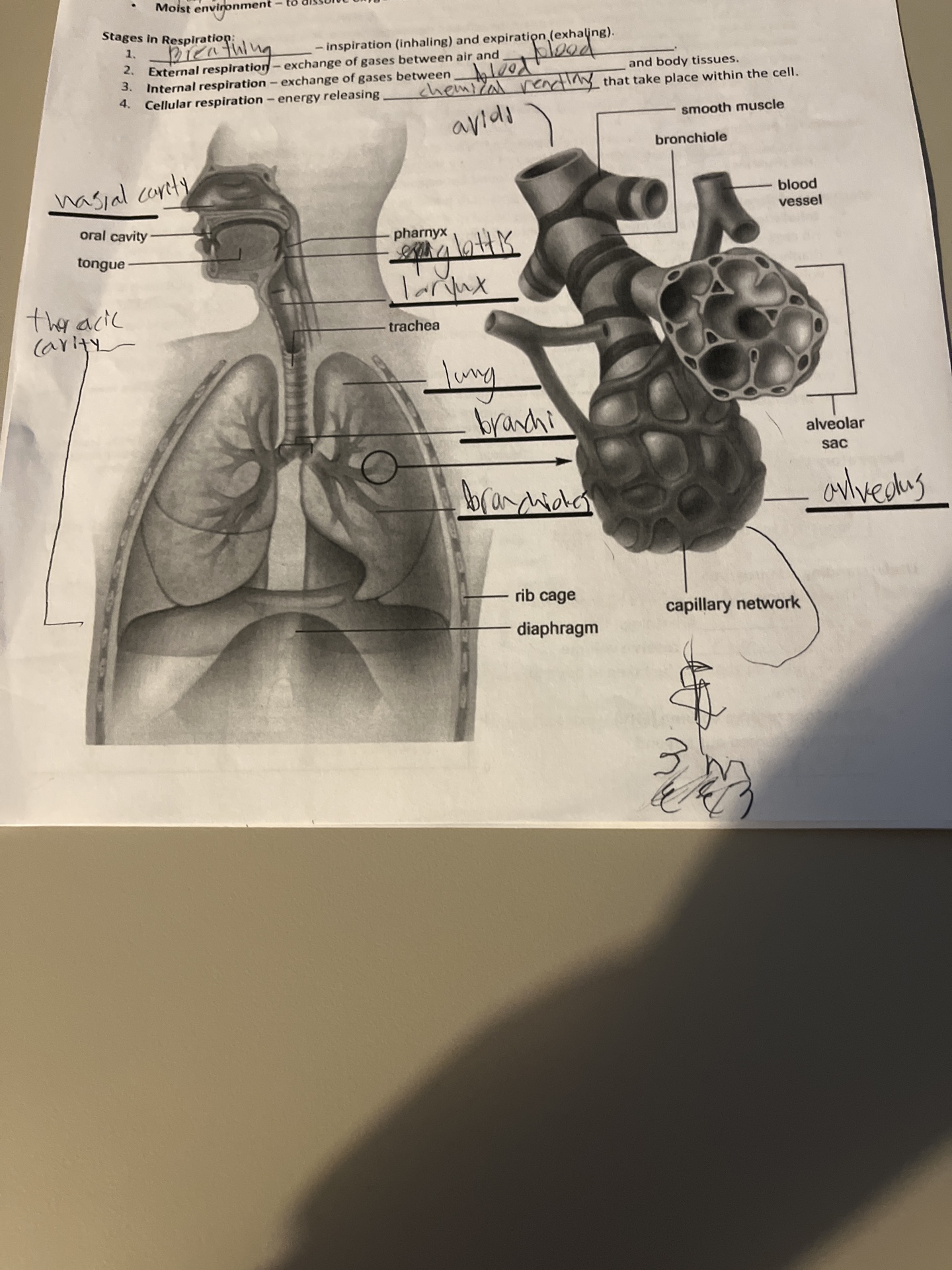 knowt flashcard image