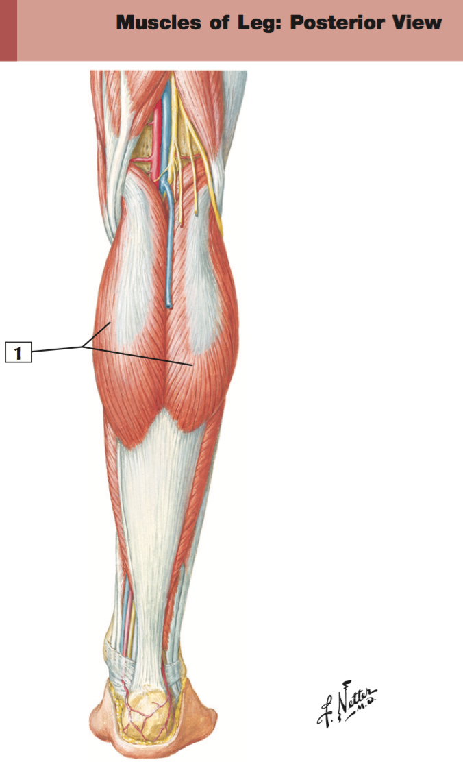 <p>+origin/insertion</p>