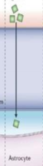 <p>_____________ drug molecules pass through the BBB via the transcellular lipophilic pathway</p>