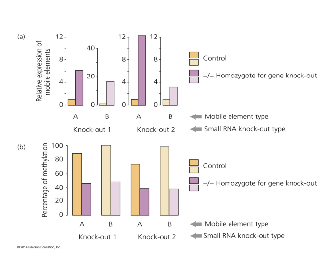 <p>When critical proteins associated with small RNA molecules were knocked out: </p><p>1. the transcription of MGE’s increases drastically </p><p>2. Methylation of retrotransposon DNA also decreased dramatically</p>