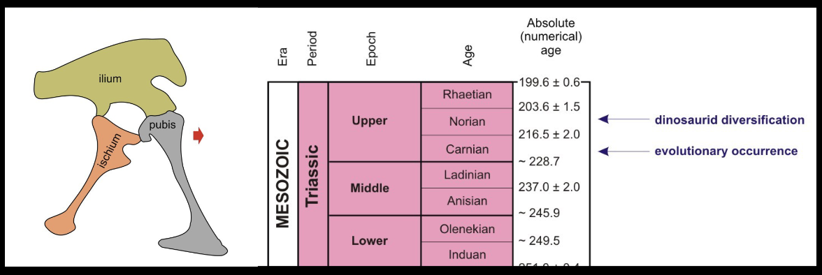 <p><span style="color: rgb(255, 255, 255);">Order Saurischia</span></p><ul><li><p><span style="color: rgb(255, 255, 255);">The earliest dinosaurs were SAURISCHIANS.</span></p></li><li><p><span style="color: rgb(255, 255, 255);">Primarily, they were BIPEDAL and subsequently became QUADRUPEDAL.</span></p></li><li><p><span style="color: rgb(255, 255, 255);">Earliest saurischians occur in the SOUTHERN Hemisphere; most of the occurrences are in SOUTH AMERICA (Argentina and Brazil), less frequently in SOUTH AFRICA (Zimbabwe).</span></p></li><li><p><span style="color: rgb(255, 255, 255);">Stratigraphical range: UPPER TRIASSIC (Carnian) – CRETACEOUS.</span></p></li></ul><p></p>
