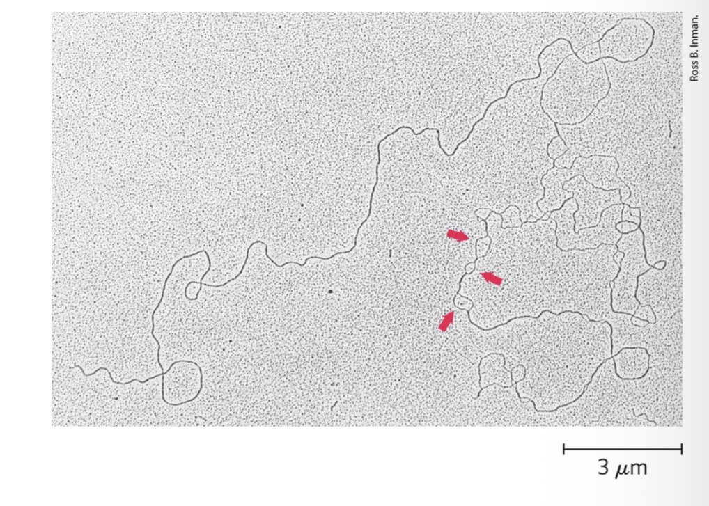 <p>Denatured regions form bubbles</p><p>Often rich in A=T base pairs </p>