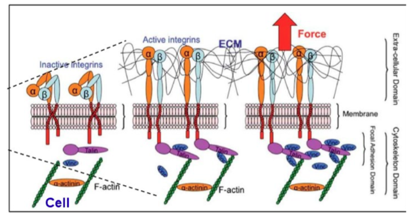<p>Hvad betyder <strong>integrin clustering</strong>?</p>