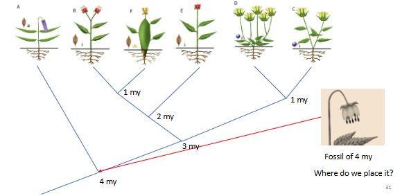 <p>…we can infer the age of the remaining ancestors</p>