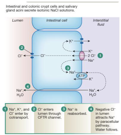 <ul><li><p>Cl<sup>-</sup> enters the epithelial cell primarily via NKCC cotransporter on the basolateral membrane, but can also enter through Cl<sup>-</sup>/HCO<sub>3</sub><sup>-</sup> exchange</p></li><li><p>Cl<sup>-</sup> is then transported into the lumen through the CFTR channel across the apical membrane</p></li><li><p>Na<sup>+</sup> is actively pumped out of the cell into the interstitial fluid by the Na<sup>+</sup>/K<sup>+</sup>-ATPase, maintaining low intracellular Na<sup>+</sup></p></li><li><p>As Cl<sup>-</sup> accumulates in the lumen it creates a negative electrical gradient that pulls Na<sup>+</sup> through leaky tight junctions (paracellular pathway) and water will follow osmotically</p></li></ul><p></p>