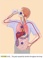 <p>To swallow for digestion</p>