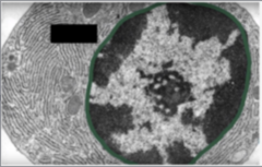 <p>Identify the specific structure</p>