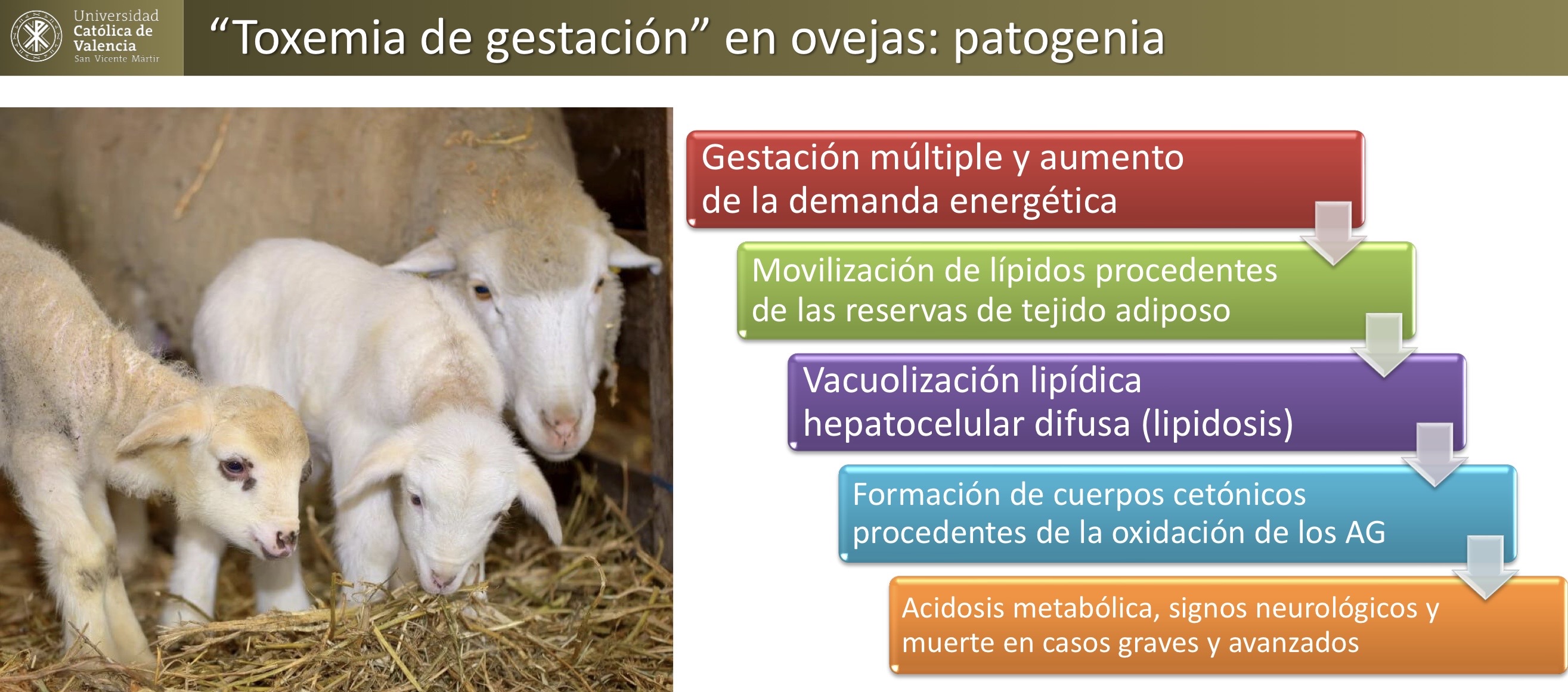 <p>HEPATOBILIARES: toxemia de gestación en ovejas</p><p>(Enfermedades por movilización lipidica, lipidosis)</p><p>Nacido muerto </p>