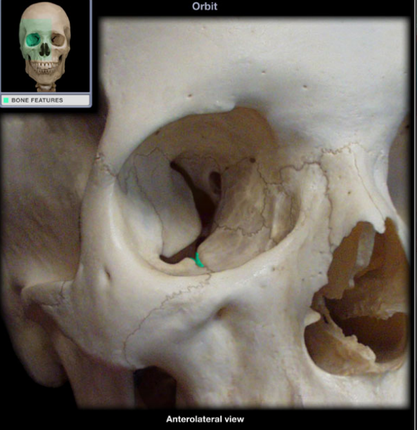 knowt flashcard image
