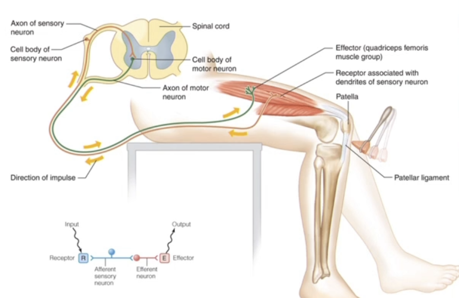 <p></p><p><span>It simultaneously <strong>activates</strong> required motor neurons and <strong>inhibits</strong> opposing ones to ensure smooth movement.</span></p>