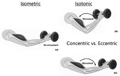 <p>Consists of Concentric and Eccentric contractions:</p><ul><li><p>Concentric: shortening contraction</p></li><li><p>Eccentric: allows smooth/controlled movements</p></li></ul><p></p>