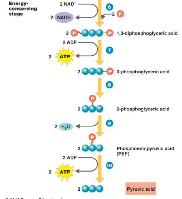 <p>energy conserving stage</p>
