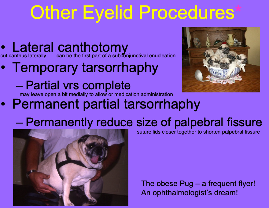 <p>cutting of the lateral canthus.</p><p>Done for proptosis, prior to other ocular Sx, or as the first step of subconjunctival enucleation.</p>