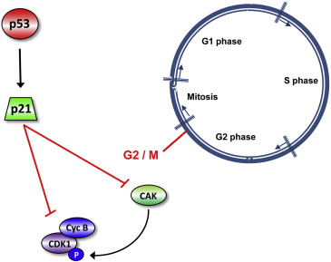 <ul><li><p>p53: Responds to DNA damage.</p></li><li><p>p21: Inhibits cyclin–CDK complexes.</p></li><li><p>Cyclin–CDK inhibition stops cell cycle progression.</p></li></ul><p></p>
