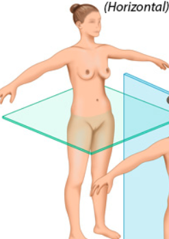 <p>transverse section </p>