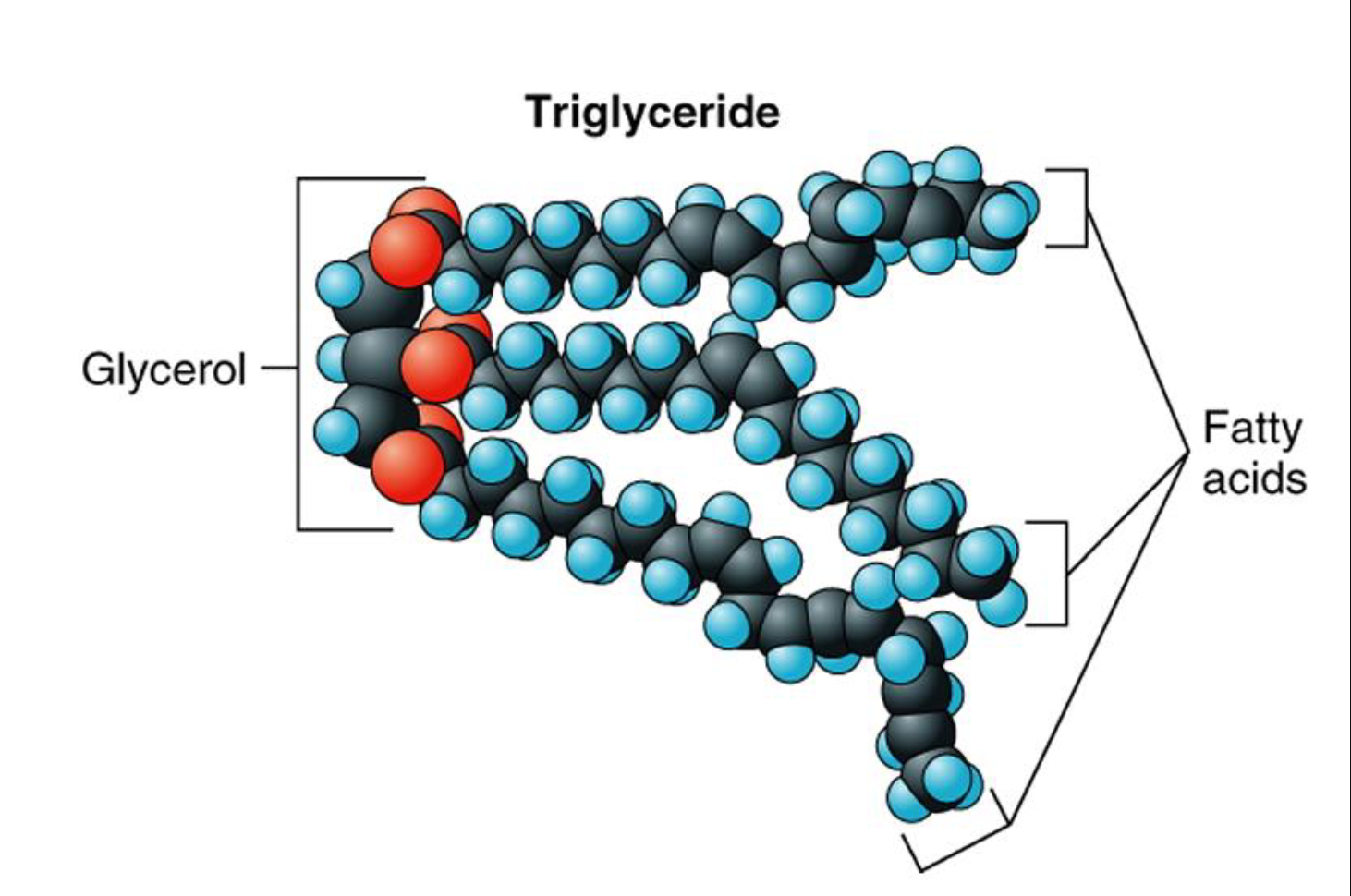 <p>Fats → saturated (animal) and unsaturated (oils)</p><ul><li><p>also known as triacylglycerols</p></li><li><p>are mainly used by cells for energy</p></li></ul><p></p>