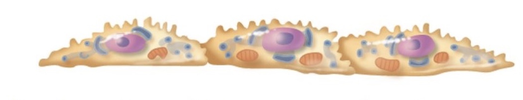 <p>Where are these cells located?</p>