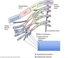<p>Identify the structure #1</p>