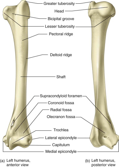 <p><strong>Distal Humerus:</strong> What do the <span style="color: blue;">trochlea &amp; coronoid fossa, </span>and the<span style="color: blue;"> olecranon fossa </span>articulate with? </p>