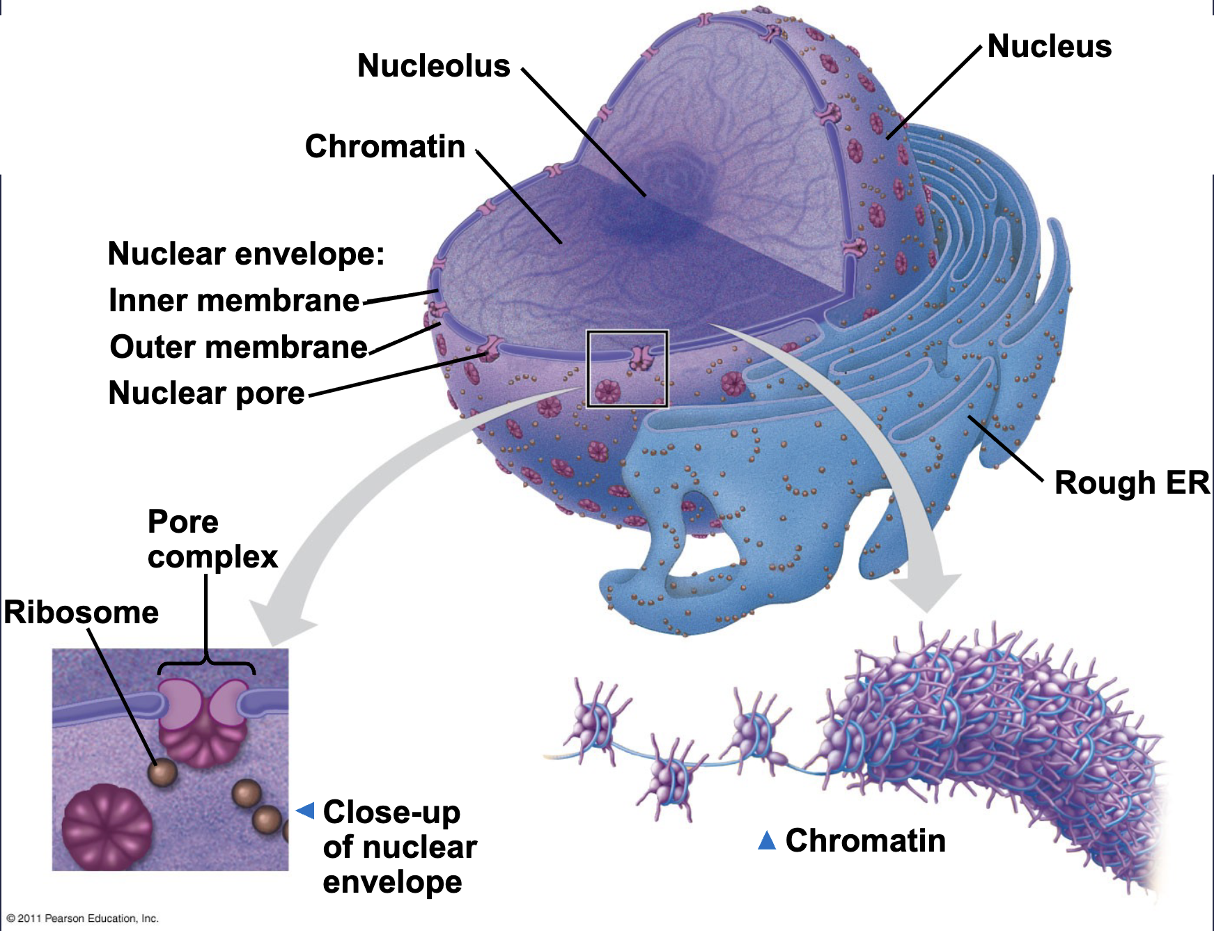 <p>Enclose the nucleus separating it from the nucleus <br>-Nuclear membrane is a double membrane, each membrane consists of phospholipid bi-layers <br>-Nuclear envelope has pores that let material in and out </p>