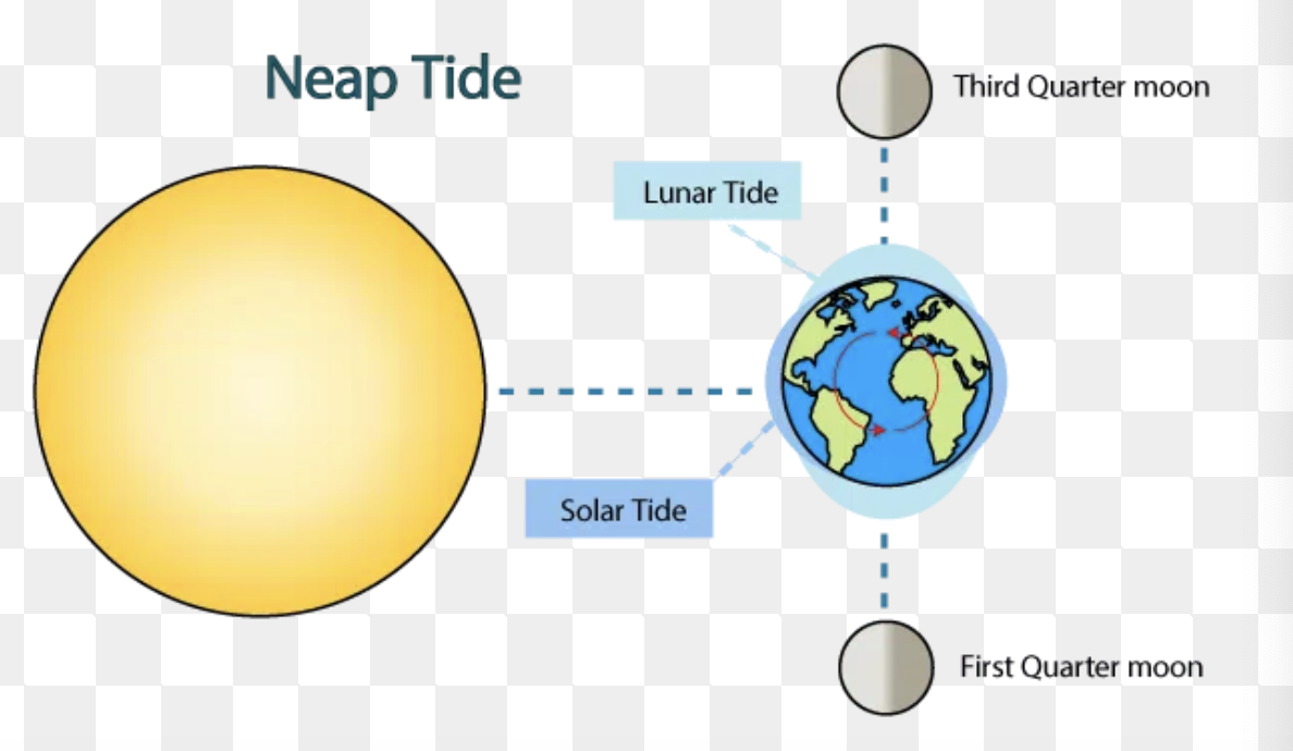 <p>what is a neap tide and when do they happen</p>