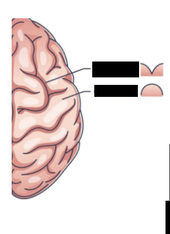 <p>Bottom </p>