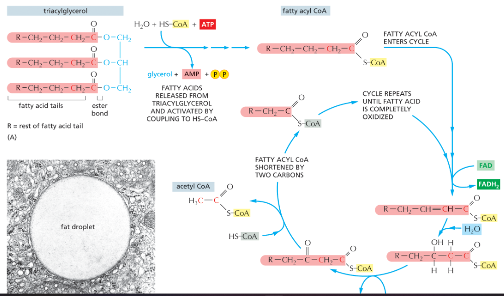 <ul><li><p>Fatty acids are broken down <strong>two carbons at a time</strong>.</p></li><li><p>Each cycle produces:</p><ul><li><p><strong>Acetyl CoA</strong></p></li><li><p><strong>NADH</strong></p></li><li><p><strong>FADH₂</strong></p></li></ul></li></ul><p></p>
