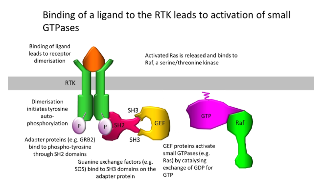 <p>enzyme-linked receptors- binding of a ligand causes a <strong>conformational change</strong> in the receptor <strong>activating</strong> a <strong>catalytic domain</strong>, or <strong>recruiting</strong>/activating an <strong>enzyme</strong></p><ul><li><p>most only have <strong>one </strong>transmembrane domain</p></li></ul><p></p><p>example:</p><ul><li><p>r<strong>eceptor tyrosine kinases</strong>, activated (eg. by growth factors), assemble as <strong>dimers </strong>and <strong>autophosphorylate </strong>their <strong>cytoplasmic tails </strong>at tyrosine residues</p></li><li><p>this scaffolding recruits a series of downstream components, including <strong>guanine exchange factors </strong>(GEFs), which temporarily <strong>activate </strong>small <strong>GTPases </strong>eg. Ras that <strong>swap GTP </strong>and <strong>GDP </strong>bound to proteins eg. Raf</p></li><li><p>Raf is a mitogen-activated protein kinase kinase kinase (<strong>MAPKKK</strong>), which phosphorylates <strong>MAPKK </strong>twice, in turn phosphorylating <strong>MAPK </strong>twice, which phosphorylates + <strong>activates transcription factors</strong> (an amplification module)</p></li></ul><p></p>