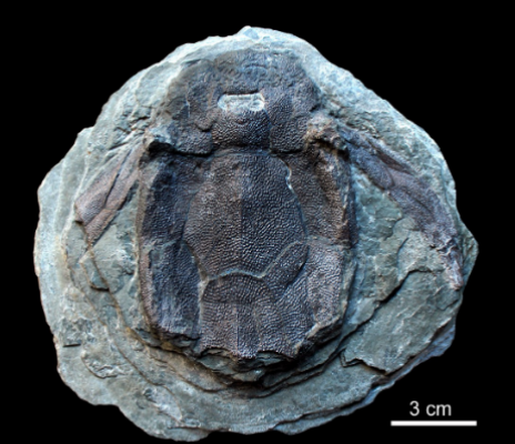 <ul><li><p>Upper devonian </p></li><li><p>Canada, New Brunswick </p></li></ul><p></p>