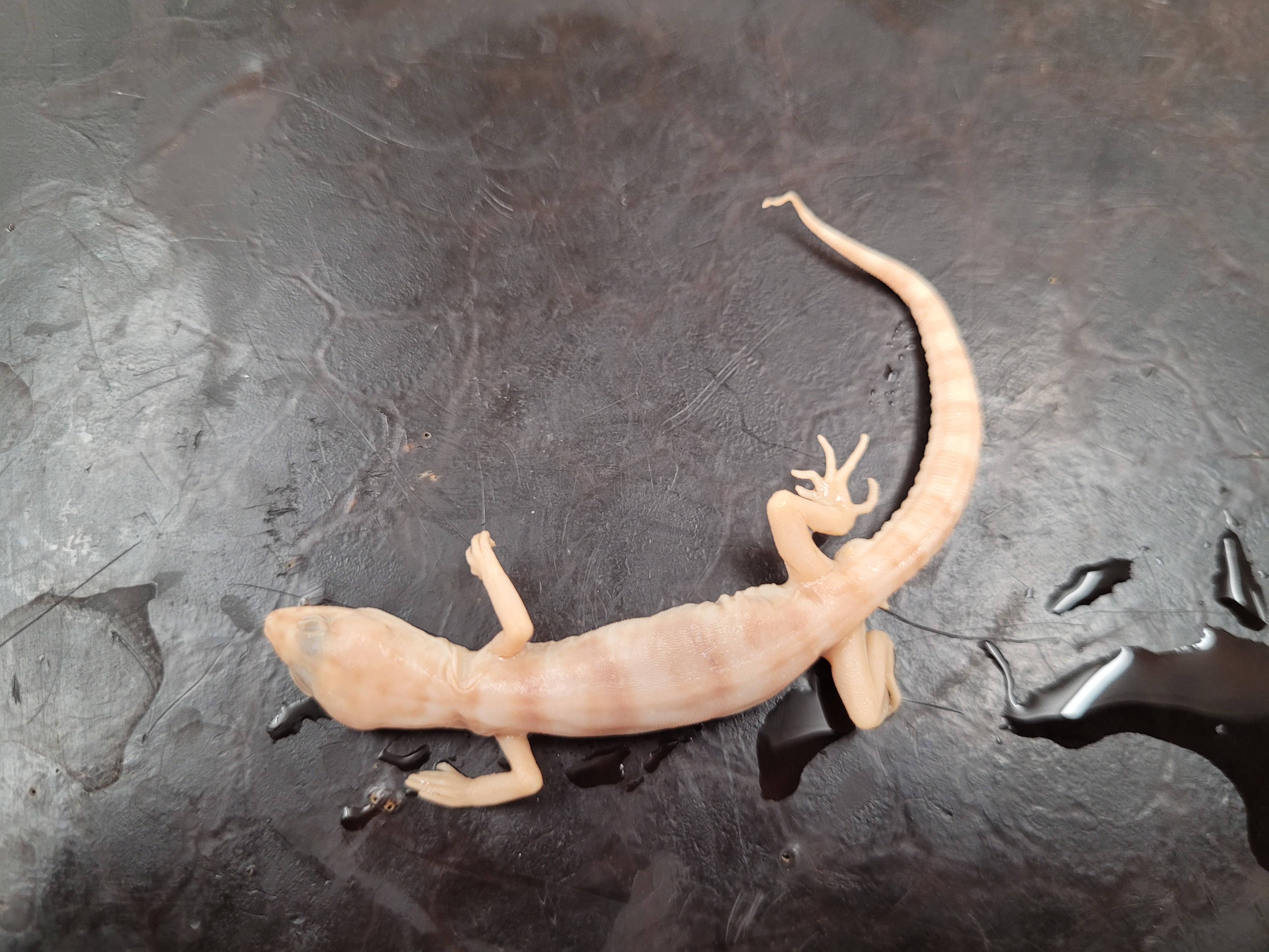 <p>What species is this</p>