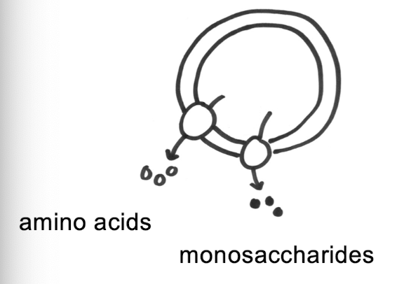 <ul><li><p>done w membrane transport proteins </p></li></ul><p>ex. DMT1 transports iron</p><img src="https://assets.knowt.com/user-attachments/cdcc4902-f245-4ff7-8811-4cbde5f5cbff.png" data-width="100%" data-align="center"><p></p>