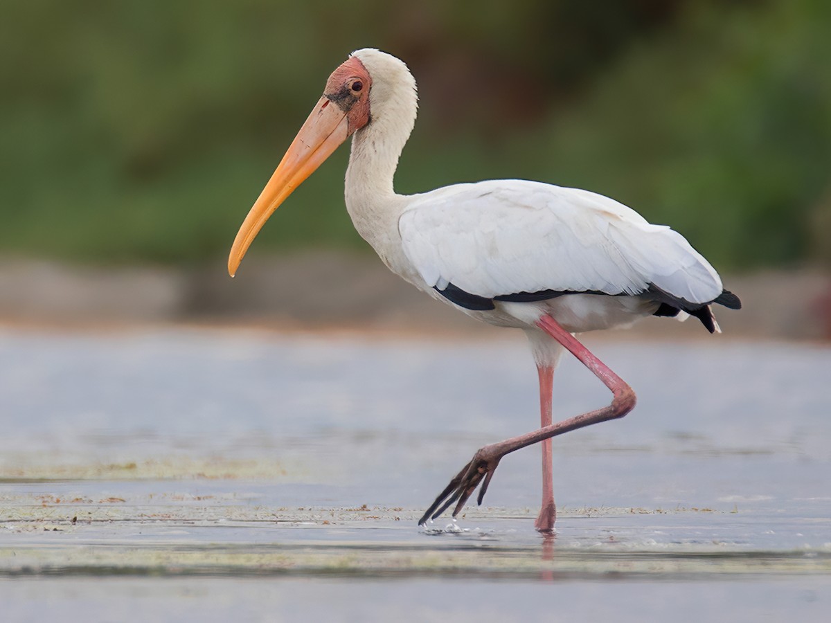 <p>Family: Ciconiidae</p>