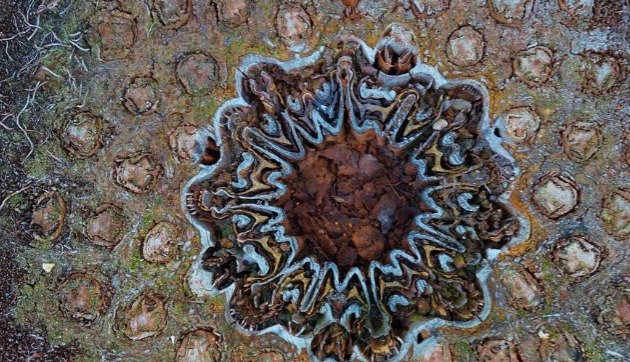 <p>Why are tree fern cross sections different</p>