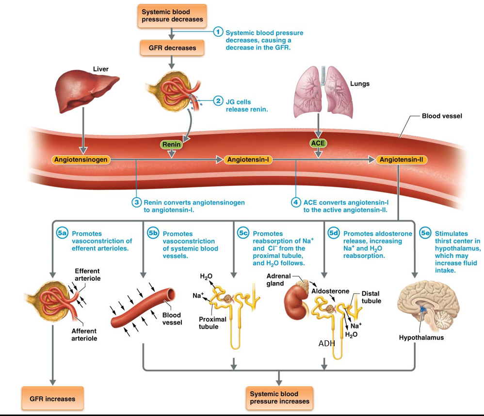 <p>A system that primarily functions to <strong>stabilize overall systemic blood pressure </strong></p><ul><li><p>By doing so, it also <strong>stabilizes GFR</strong></p></li><li><p>Responds to three conditions:</p><ul><li><p>1. <strong>Stimulation </strong>by the <strong>sympathetic nervous system</strong></p></li><li><p>2. <strong>Low glomerular hydrostatic pressure</strong></p></li><li><p>3. <strong>Stimulation </strong>from the <strong>macula densa</strong></p></li></ul></li></ul><p></p>