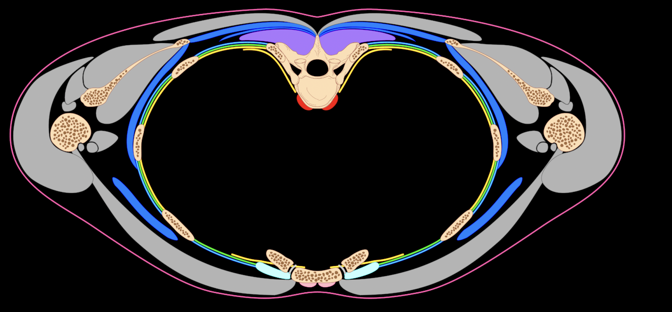 <p>find it, also names the bones in this picture</p>