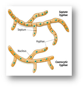 <p>cytoplasmic filaments that make up the main body of most fungi; aseptate (multinucleate- lacking walls within cells) and septate (separate cells with walls, can be mono or di karyotic 1 or 2 nuclei)</p>