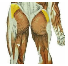 <p>What is the muscle being highlighted? and what is its action?</p>