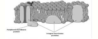 <p><span style="color: rgb(237, 22, 22);"><strong>Integral Proteins</strong></span>: <strong>embedded <u>within</u></strong> the <strong>bilayer</strong>, often spanning it completely (<strong>transmembrane proteins</strong>).</p><p><span style="color: rgb(237, 15, 15);"><strong>Peripheral Proteins</strong></span>: <strong>proteins attached</strong> to the <strong><u>surface</u> </strong>of the <strong>membrane</strong>, not embedded within it</p>