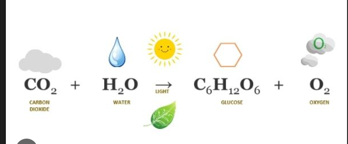 <p>—light and chlorphyll—</p><p>carbon dioxide + water —→ glucose + oxgyen</p>