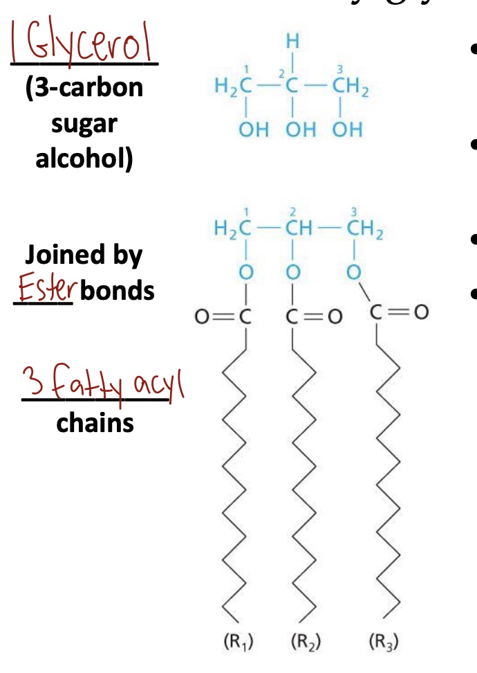 <p>1 glycerol (3-carbon sugar alcohol)</p><p>Joined by Ester bonds</p><p>3 fatty acyl chains</p>