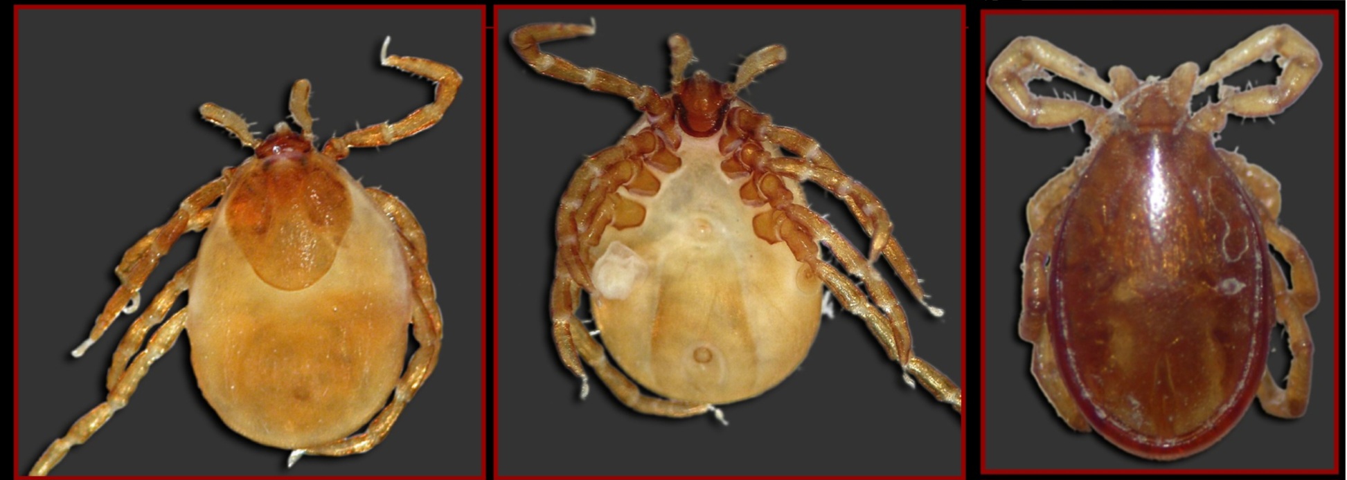 <p>What tick is this?</p>