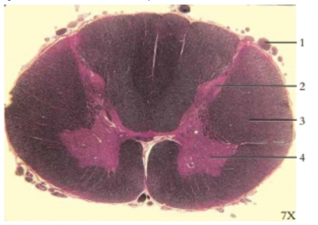 <p><span style="background-color: transparent;">Cross-section of the spinal cord</span></p>