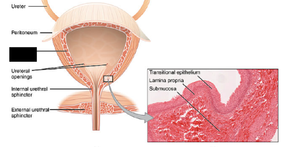 <p><span style="background-color: transparent;">A thick smooth muscle layer of the bladder. Contraction of it increases the internal pressure of the bladder and causes urine to be expelled.</span></p>